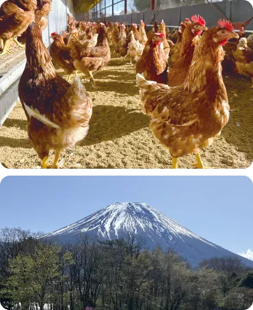 鶏と富士山の写真